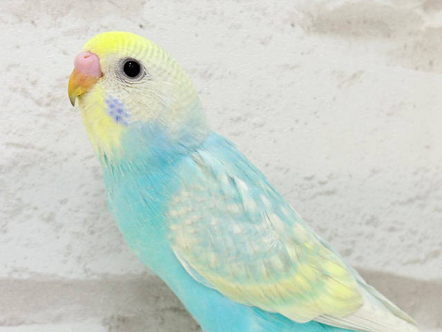 【最新画像更新🪄】暑い季節にしゅわしゅわソーダ🍸🫧セキセイインコ(パステルレインボー) ヒナ 【最新画像更新🪄】暑い季節にしゅわしゅわソーダ🍸🫧セキセイインコ(パステルレインボー) ヒナ