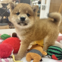 アピールが優勝級の可愛さ…可愛すぎてご〜めんねっ♡柴犬ちゃん！