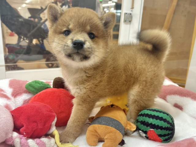 アピールが優勝級の可愛さ…可愛すぎてご〜めんねっ♡柴犬ちゃん！