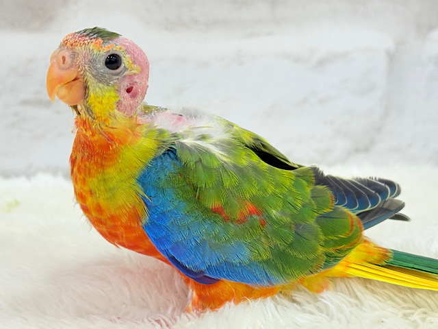 【最新画像更新🪄】注目の的🎯カラフルフェザー🪶✨キキョウインコ ヒナ 【最新画像更新🪄】注目の的🎯カラフルフェザー🪶✨キキョウインコ ヒナ