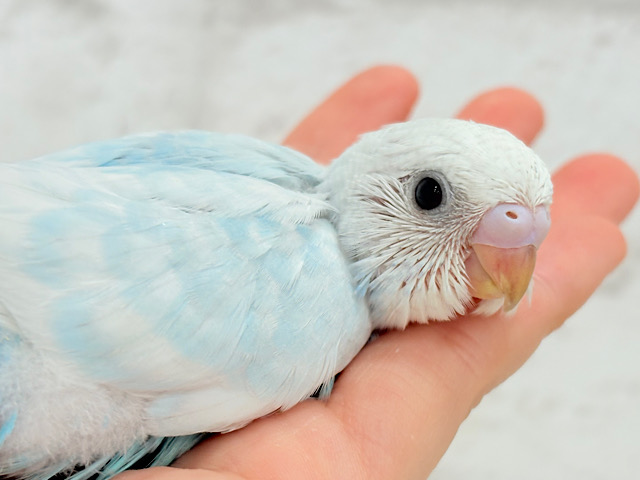 甘々♡ベビーフェイス🐣💖セキセイインコ(スパングル) ヒナ 甘々♡ベビーフェイス🐣💖セキセイインコ(スパングル) ヒナ