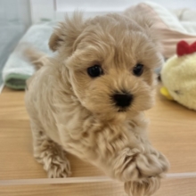 僕の明るさで世界を照らすよ✨マルプーくん！
