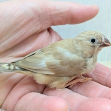 カフェラテにさらにちょっとミルクかけちゃった!?キンカ鳥ヒナさんフォーン