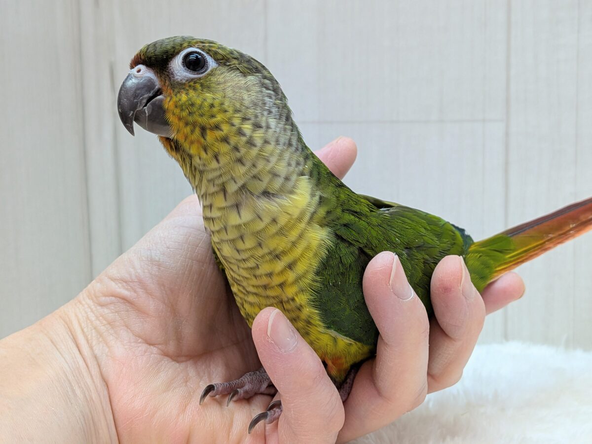 最新画像有ります❗️優しく見守ってくださいな💚💛ワキコガネウロコインコ‼️