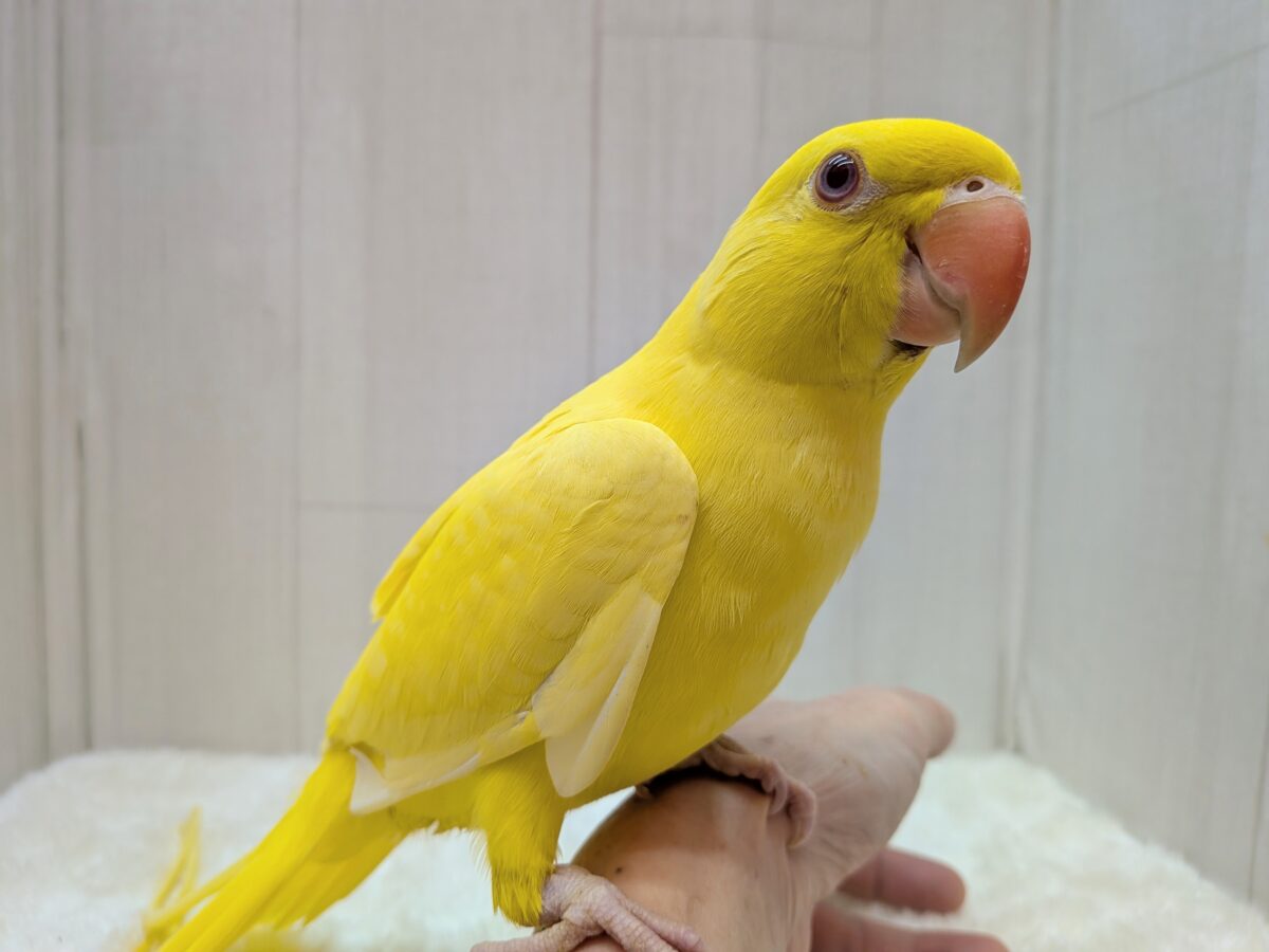 最新画像有ります😊本店久々入舎‼️イエローに輝く✨ワカケホンセイインコ（ルチノー）❤️