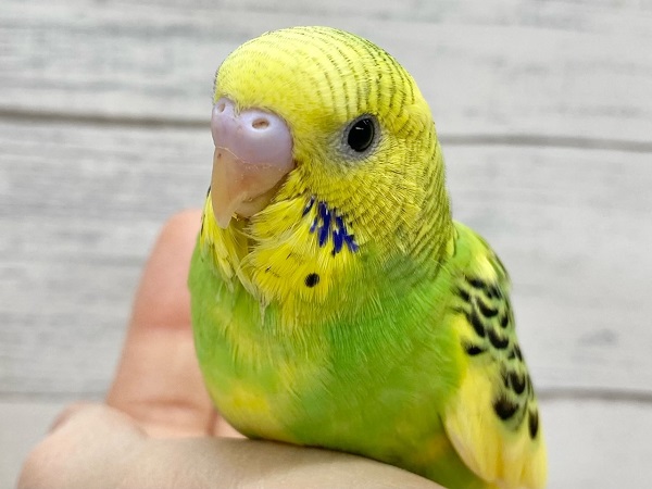 セキセイインコ(グリーンパイド) たくましいむちむちボディ! セキセイインコ(グリーンパイド) たくましいむちむちボディ!