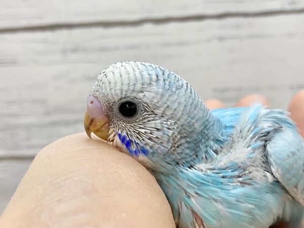 セキセイインコ(ブルースパングル) 大きなまんまるお目目がかわいいです♪ セキセイインコ(ブルースパングル) 大きなまんまるお目目がかわいいです♪