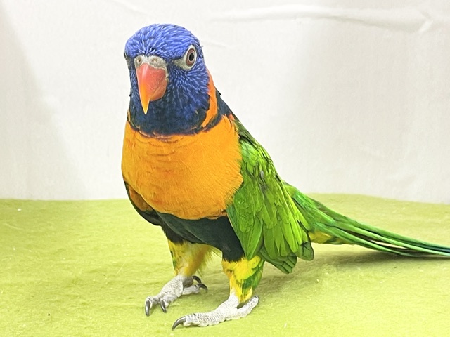 アカエリゴシキセイガイインコ