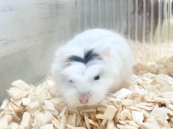 最新画像!ロボロフスキーハムスター(スノーホワイト) 男の子 ちょこちょこ小っちゃなハムちゃんたちです♪ ロボロフスキーハムスター