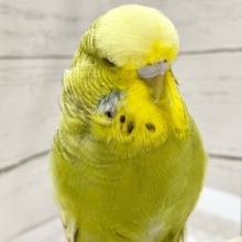 最新画像！ジャンボセキセイインコ(スパングル)　もふもふヘッドのツンデレさん♪