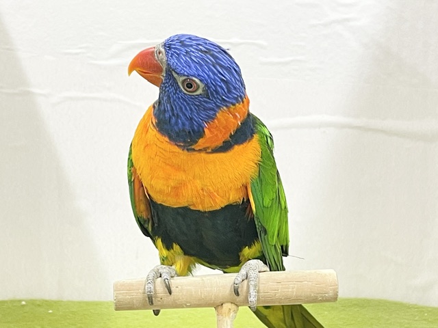 アカエリゴシキセイガイインコ