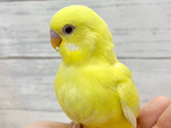 セキセイインコ(ルチノー) 眩しいキラキライエロー! セキセイインコ(ルチノー) 眩しいキラキライエロー!