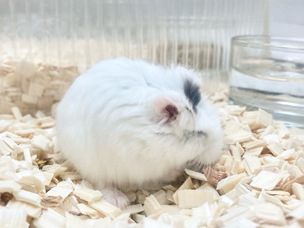最新画像!ロボロフスキーハムスター(スノーホワイト) 男の子 ちょこちょこ小っちゃなハムちゃんたちです♪ ロボロフスキーハムスター