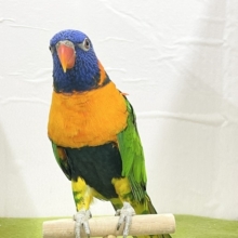 ☆最新画像更新☆　ボール遊び大得意です！　アカエリゴシキセイガイインコ　