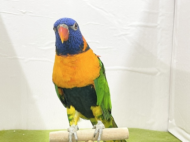 ☆最新画像更新☆　ボール遊び大得意です！　アカエリゴシキセイガイインコ　