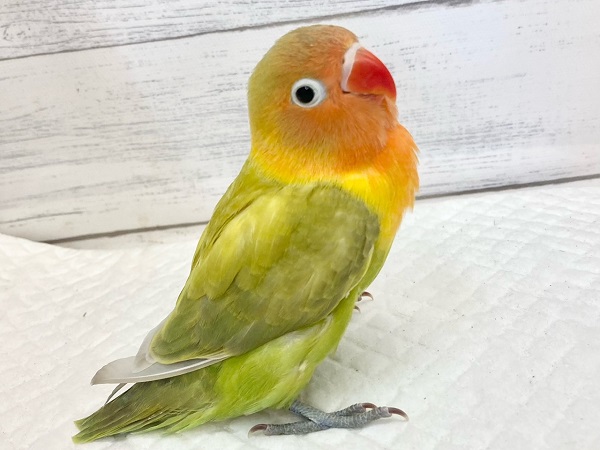 最新画像!畑のおやさいカラー🥕🍅🥬😋 ヤマブキボタンインコ 最新画像!畑のおやさいカラー🥕🍅🥬😋 ヤマブキボタンインコ