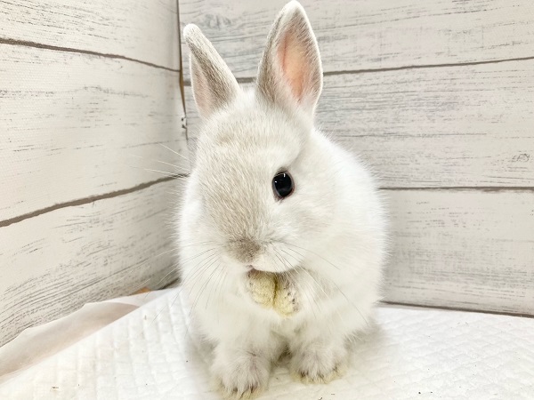 ネザーランドドワーフ(ホワイト系) もちもちボディのかわいすぎるうさぎさん来ました!! ネザーランドドワーフ(ホワイト系) もちもちボディのかわいすぎるうさぎさん来ました!!