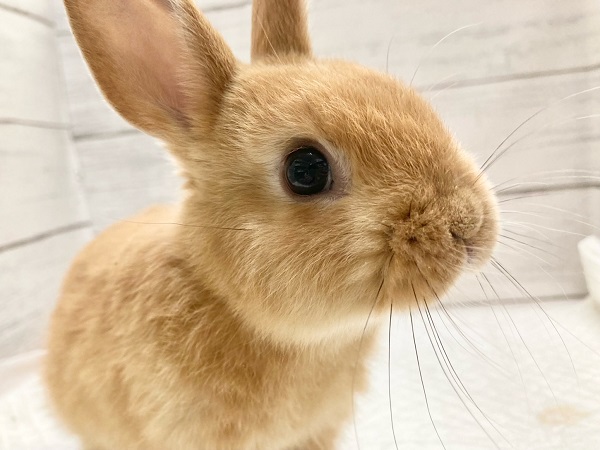 ネザーランドドワーフ(オレンジ) 小さくても元気いっぱい! ネザーランドドワーフ(オレンジ) 小さくても元気いっぱい!