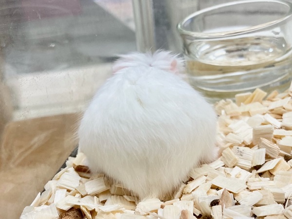 最新画像!ロボロフスキーハムスター(スノーホワイト) 男の子 ちょこちょこ小っちゃなハムちゃんたちです♪ ロボロフスキーハムスター