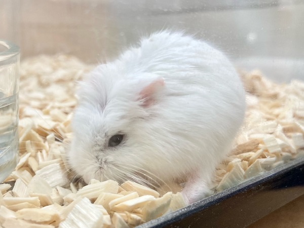 最新画像!ロボロフスキーハムスター(スノーホワイト) 男の子 ちょこちょこ小っちゃなハムちゃんたちです♪ ロボロフスキーハムスター