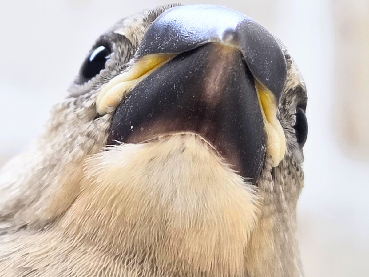 最新画像になります☆募集っ( ≧∀≦)ノ　文鳥好きさんっ♪　桜文鳥〜〜