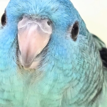 最新画像になります☆うるちゅるアイ👀💕✨　サザナミインコ（ブルー）