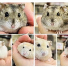 むっちりモチモチ　ドワーフハムスターズ　