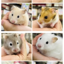 ビックになっていくぞ～　ゴールデンハムスターズ