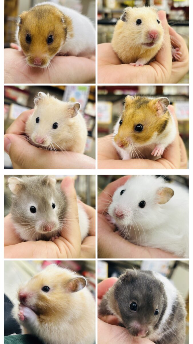 ビックになっていくぞ~ ゴールデンハムスターズ ビックになっていくぞ~ ゴールデンハムスターズ