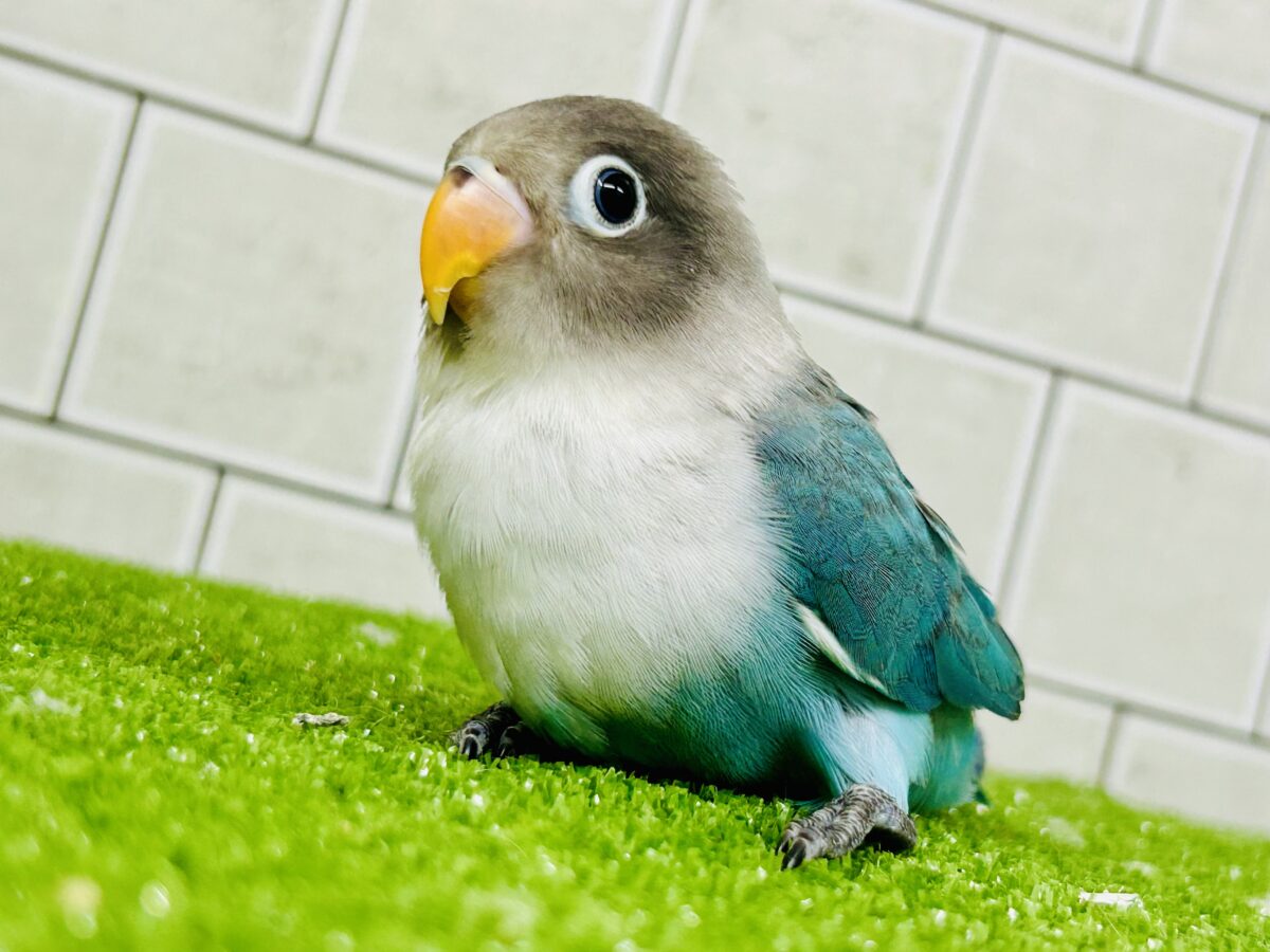 パチパチおめめのおしゃれさん♪♪ ボタンインコ パチパチおめめのおしゃれさん♪♪ ボタンインコ