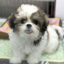 6/26最新🎥元気いっぱい！マルシーズ♡♡MIX犬（マルチーズ×シーズー）2026年3月13日生まれ　男の子