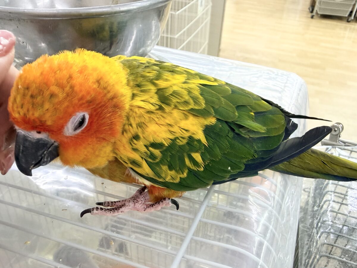 コガネメキシコインコ