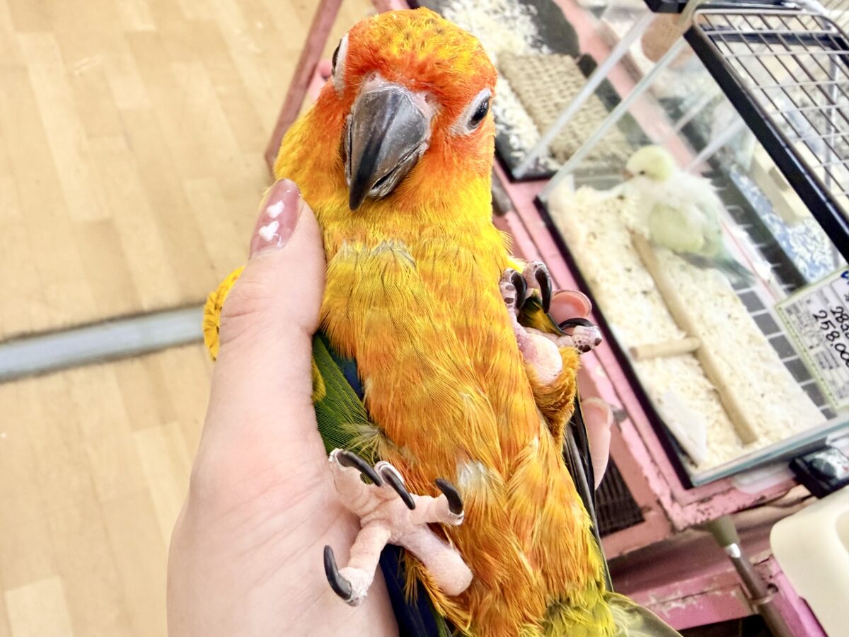 最新画像更新✨久しぶりでテンション上がる⤴︎⤴︎︎💕︎カラフル🌈なコガネメキシコインコのヒナ入荷しました❤️