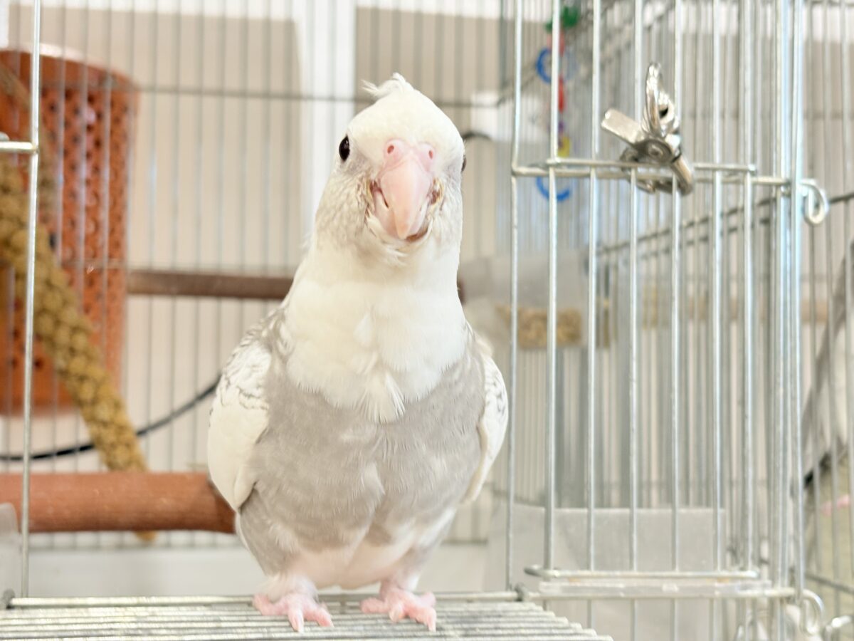 【動画更新🪄ひとり餌になりました☆】ギャップが詰まった可愛い子♥オカメインコ(WFパールパイド) ヒナ オカメインコ