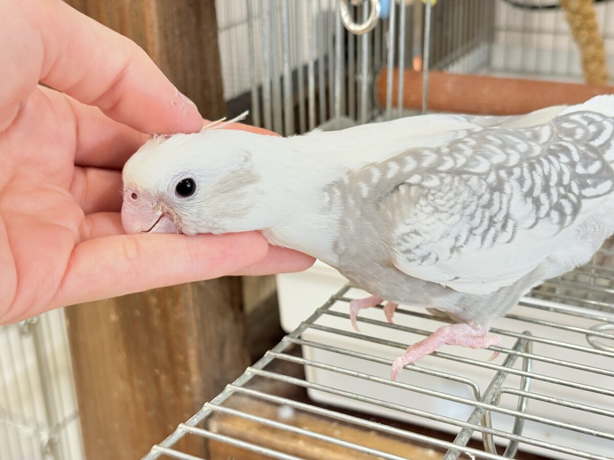 【動画更新🪄ひとり餌になりました☆】ギャップが詰まった可愛い子♥オカメインコ(WFパールパイド) ヒナ オカメインコ
