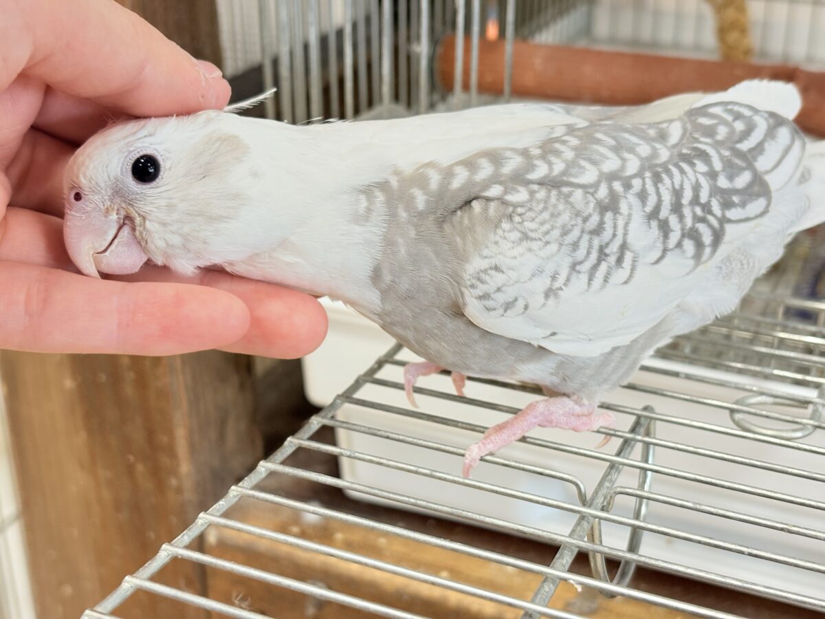 【動画更新🪄ひとり餌になりました☆】ギャップが詰まった可愛い子♥オカメインコ(WFパールパイド) ヒナ オカメインコ
