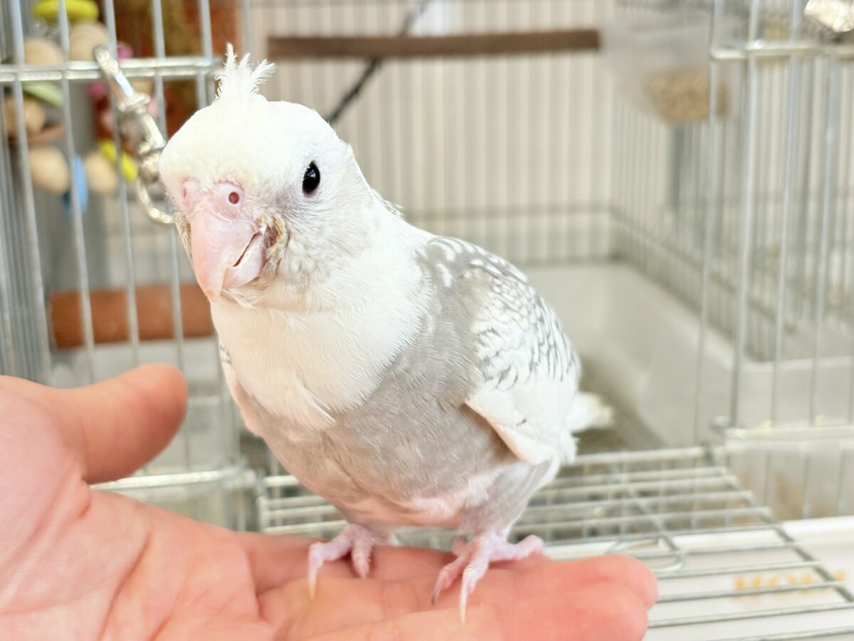 【動画更新🪄ひとり餌になりました☆】ギャップが詰まった可愛い子♥オカメインコ(WFパールパイド) ヒナ オカメインコ