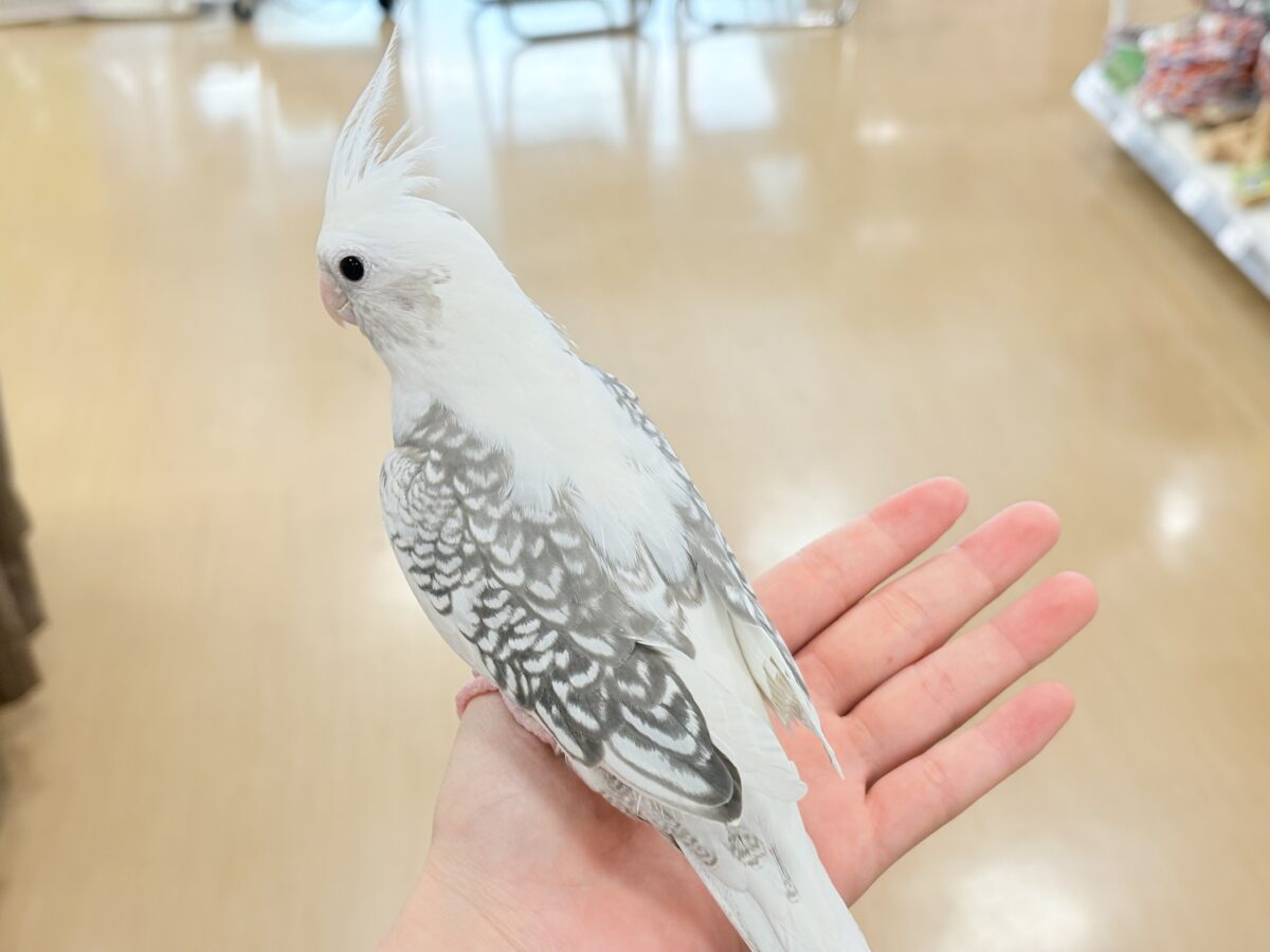 【動画更新🪄ひとり餌になりました☆】ギャップが詰まった可愛い子♥オカメインコ(WFパールパイド) ヒナ オカメインコ