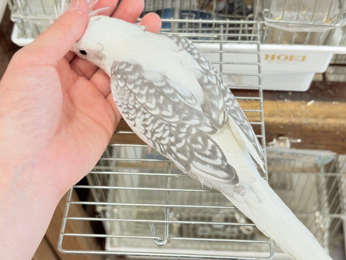 【動画更新🪄ひとり餌になりました☆】ギャップが詰まった可愛い子♥オカメインコ(WFパールパイド) ヒナ オカメインコ