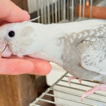 【動画更新🪄ひとり餌になりました‪☆】ギャップが詰まった可愛い子♥オカメインコ(WFパールパイド) ヒナ