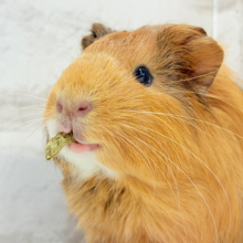 【最新画像更新🪄】むにむにチョコレート🐹🍫イングリッシュモルモット(男の子)