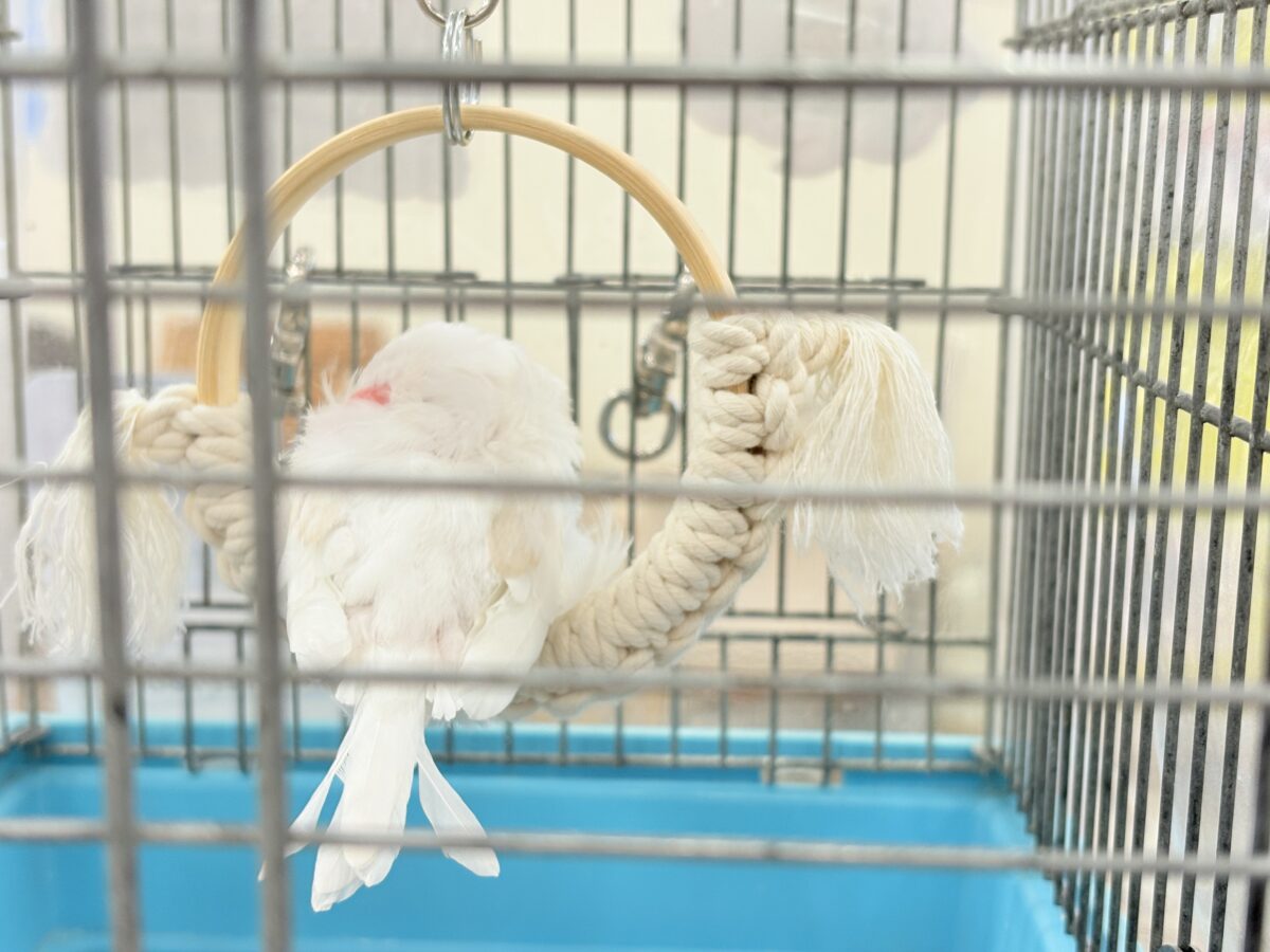 【最新画像更新🪄もうすぐひとり餌☆】透明感が溢れ出る〜🐣🤍アルビノ文鳥 ヒナ アルビノ文鳥