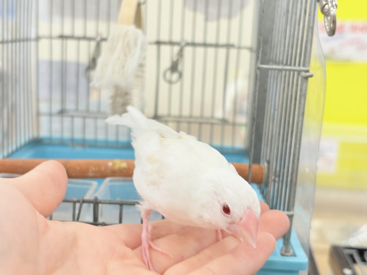 【最新画像更新🪄もうすぐひとり餌☆】透明感が溢れ出る〜🐣🤍アルビノ文鳥 ヒナ アルビノ文鳥