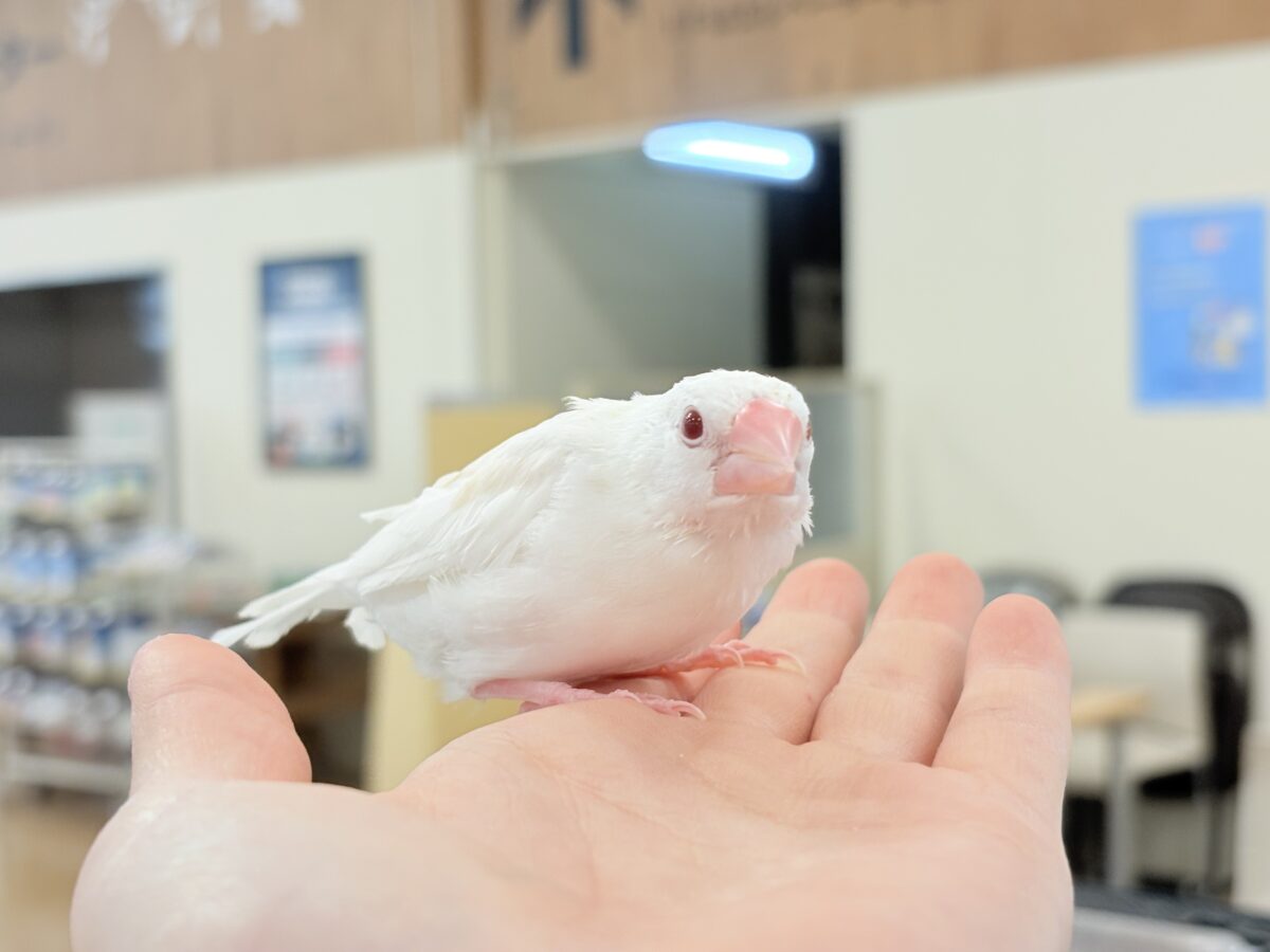 【最新画像更新🪄もうすぐひとり餌☆】透明感が溢れ出る〜🐣🤍アルビノ文鳥 ヒナ アルビノ文鳥