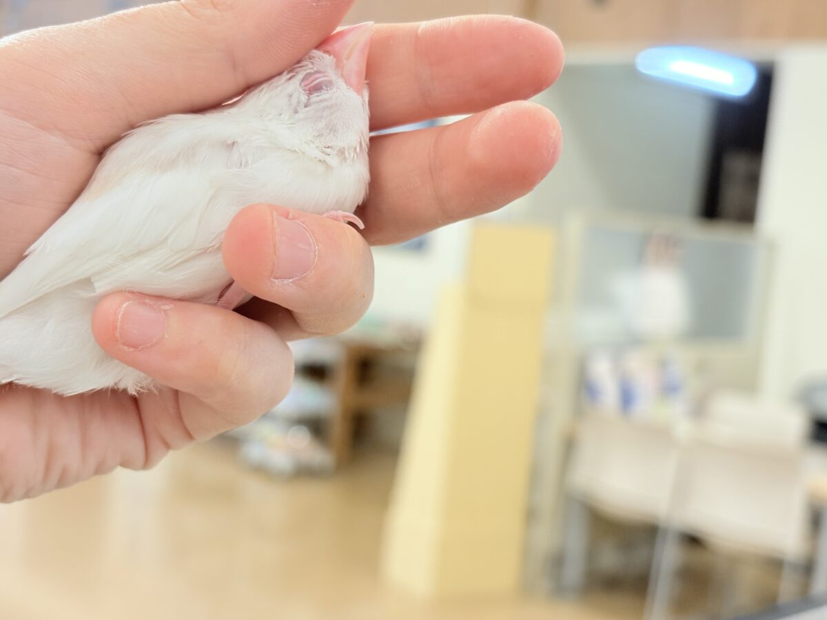 【最新画像更新🪄もうすぐひとり餌☆】透明感が溢れ出る〜🐣🤍アルビノ文鳥 ヒナ アルビノ文鳥