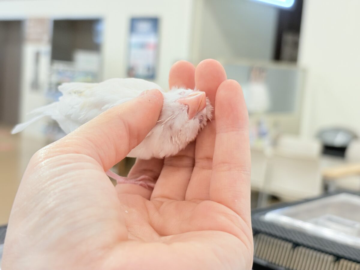 【最新画像更新🪄もうすぐひとり餌☆】透明感が溢れ出る〜🐣🤍アルビノ文鳥 ヒナ アルビノ文鳥