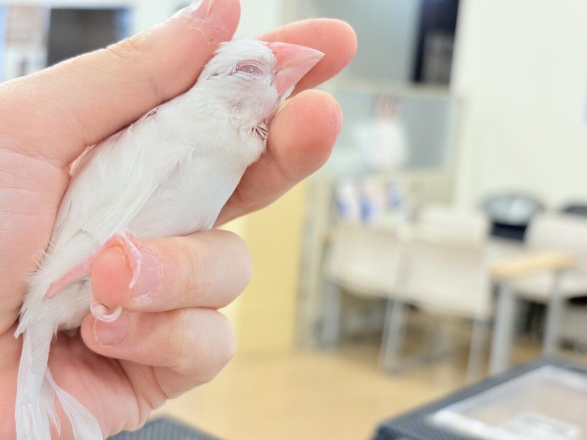 【最新画像更新🪄もうすぐひとり餌☆】透明感が溢れ出る〜🐣🤍アルビノ文鳥 ヒナ アルビノ文鳥