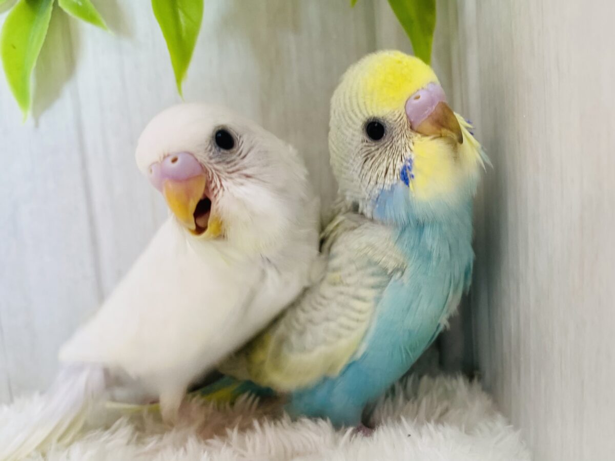 淡くてキュンです🫰💕セキセイインコ（ダブルファクター・パステルウィング）🩵