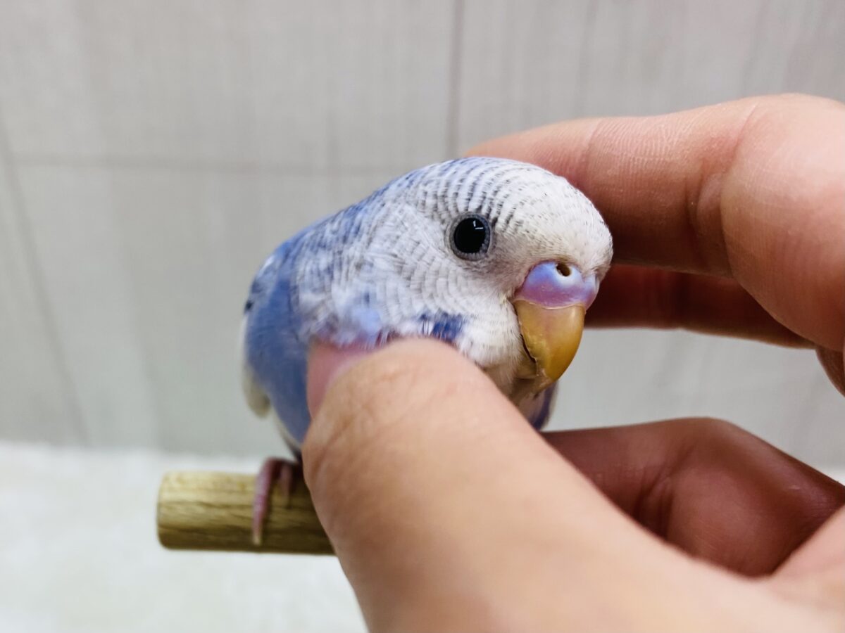 カキカキできるよ〜💓セキセイインコのベリーさん🫐