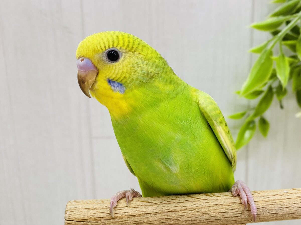最新画像有ります⭐️あと一羽❗️青✖️緑爽やか〜に行きましょ〜🤩✨セキセイインコ（オパーリン・スパングル）